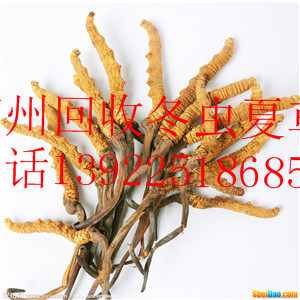 广东回收冬虫夏草