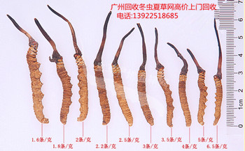 广州回收冬虫夏草