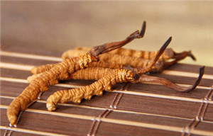 冬虫夏草称神草,仙草究竟有什么秘密